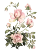 розовые светлые  